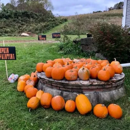 Batch of pumpkins for Fall day at the farm event fox's high rock farm
